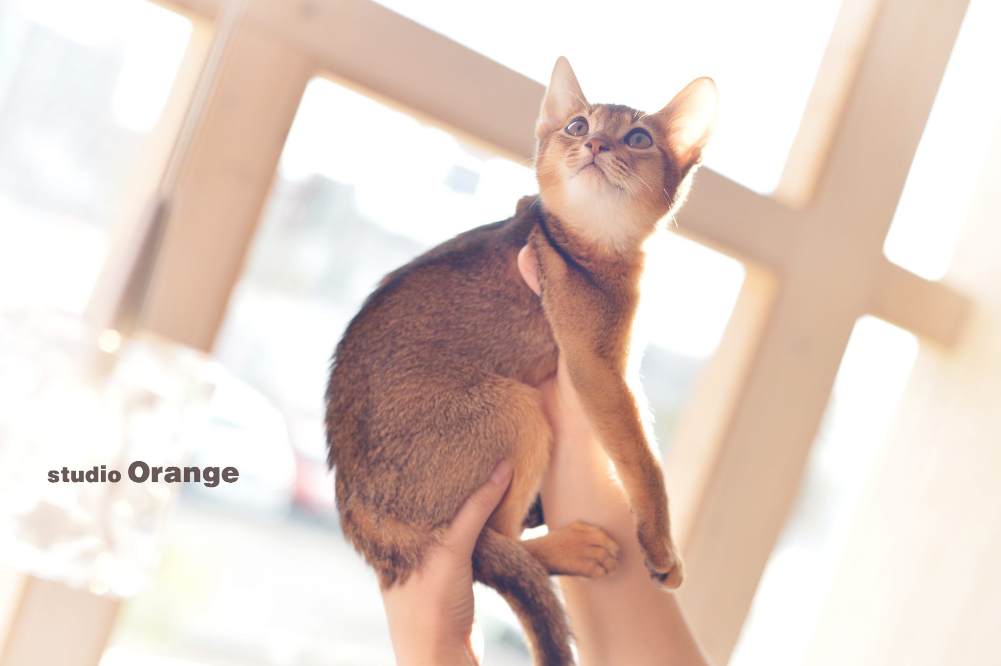 ペットフォト、犬も良いですが猫も良いですぞ◎