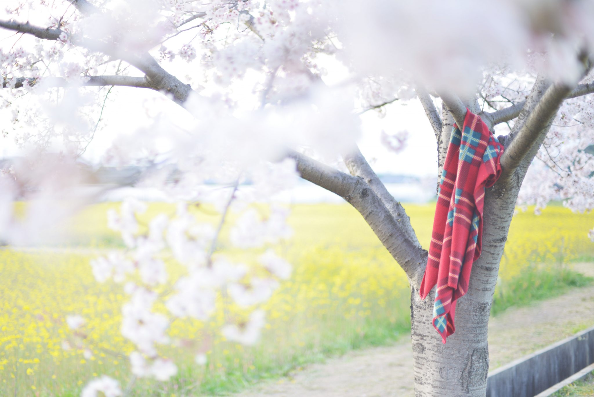 奈良の桜の名所「藤原宮跡」でお花見◎