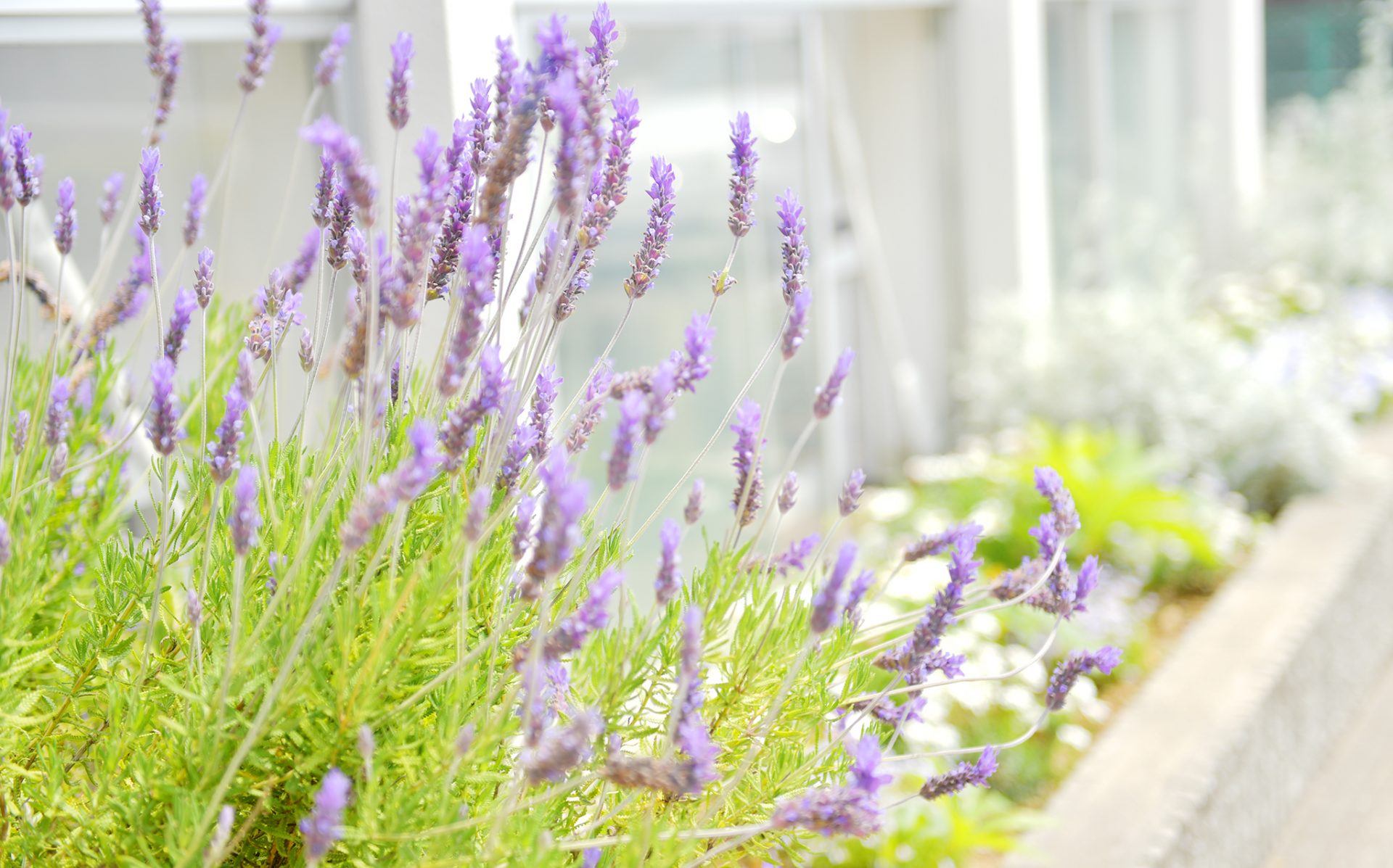 換気と消毒と春の花