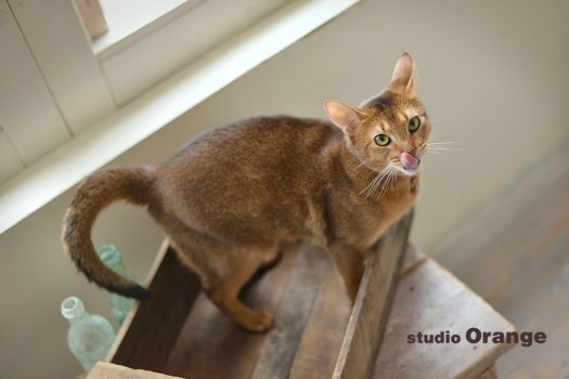 奈良　写真館　ペット　猫