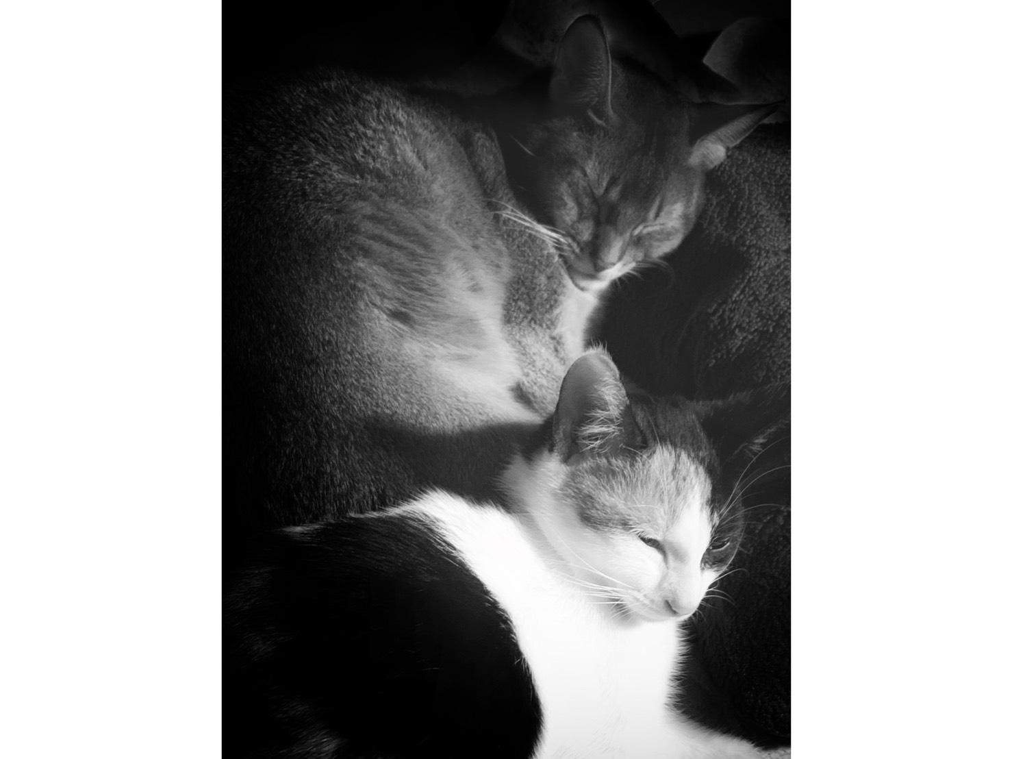 年末年始は猫と一緒にのんびりと