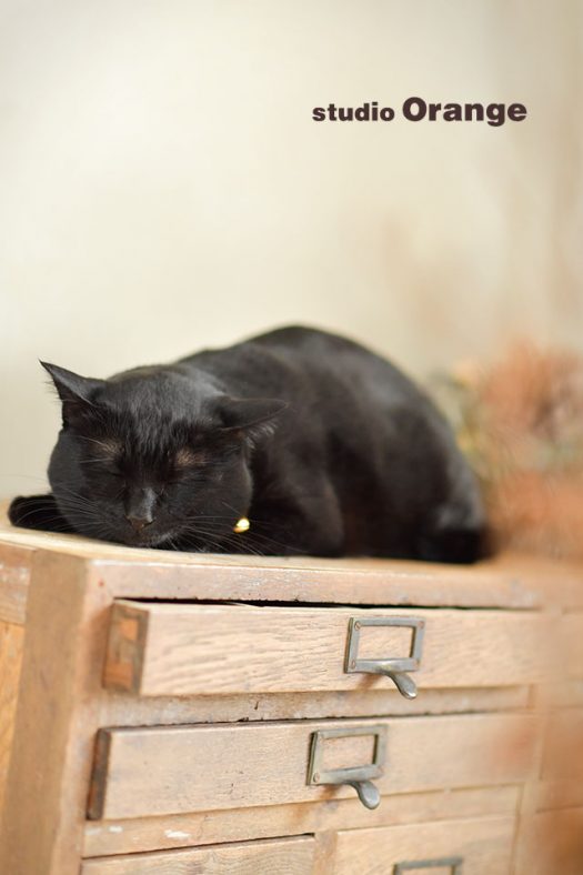 フォトスタジオ　写真館　ペット　ペット撮影　猫　にゃんこ　cat　奈良市　学園前　生駒　大和郡山市　精華町　木津川市