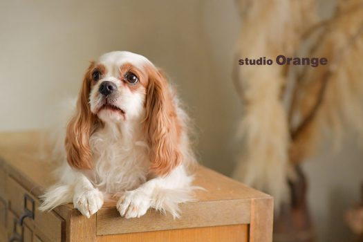奈良店　フォトスタジオ　写真館　ペット　犬　ペット撮影