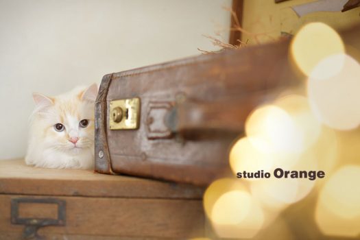 フォトスタジオ　写真館　スタジオ　スタジオオレンジ　写真