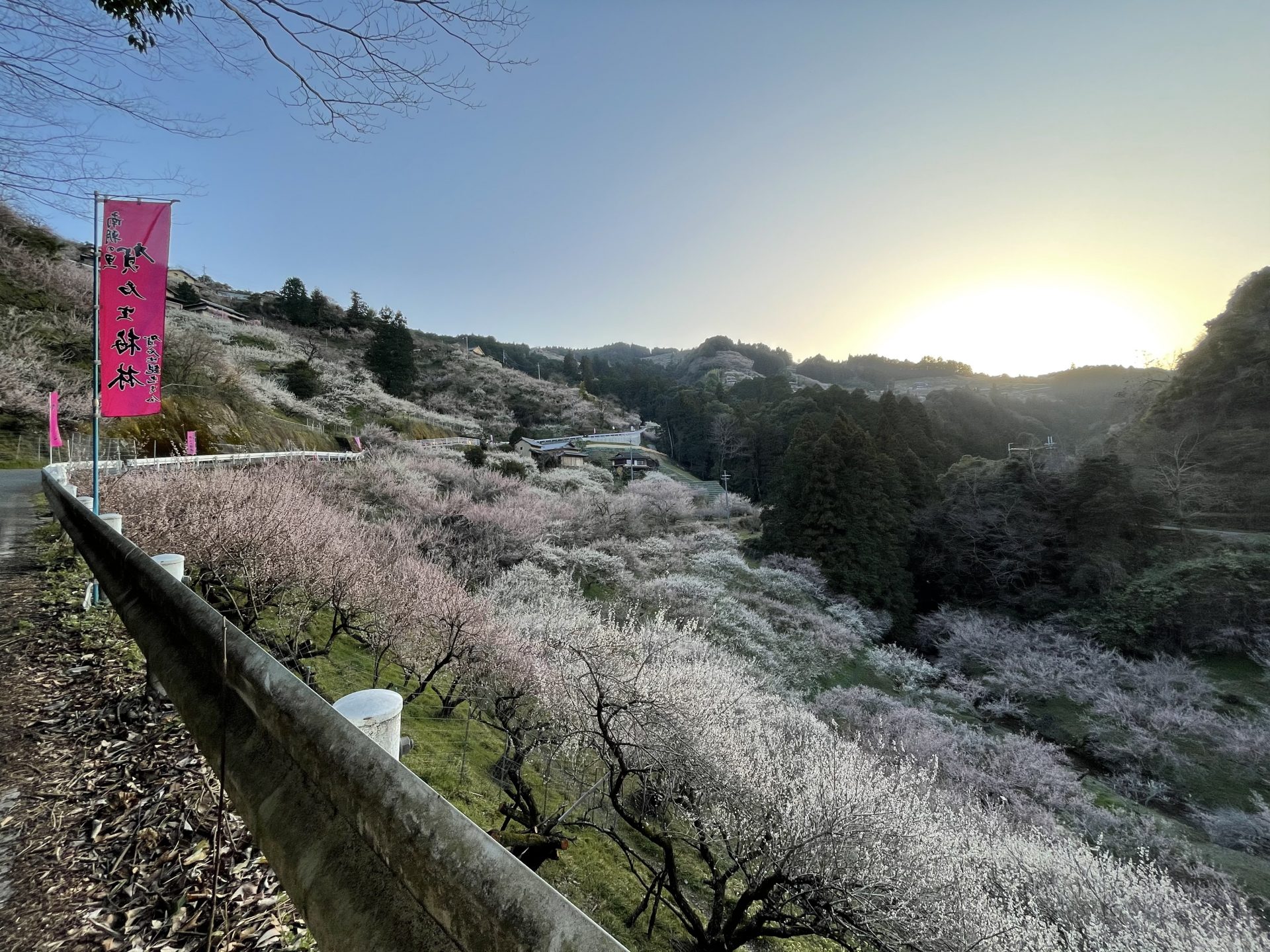 有水の2021年花巡り第1弾