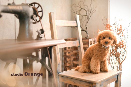 奈良県　奈良市　写真　写真館　オレンジ　スタジオ　スタジオオレンジ　フォト　フォトスタジオ　Photo 子供　大人　バースデー　赤ちゃん　七五三　成人式　入学　卒業