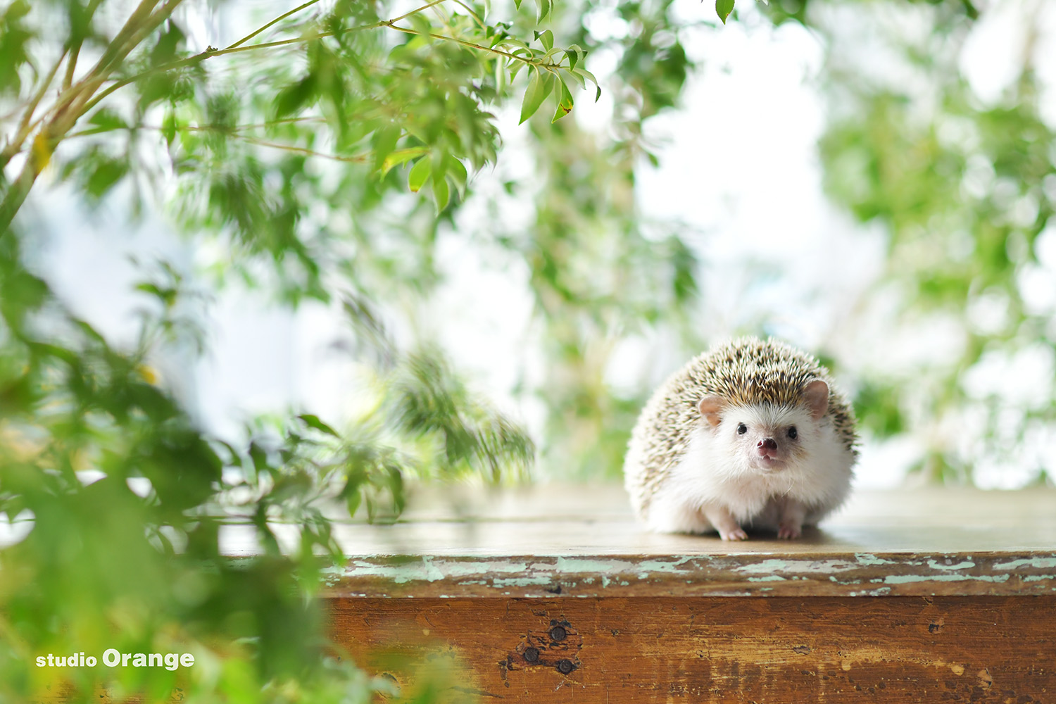 ハリネズミのルルちゃんがペット撮影をご紹介！
