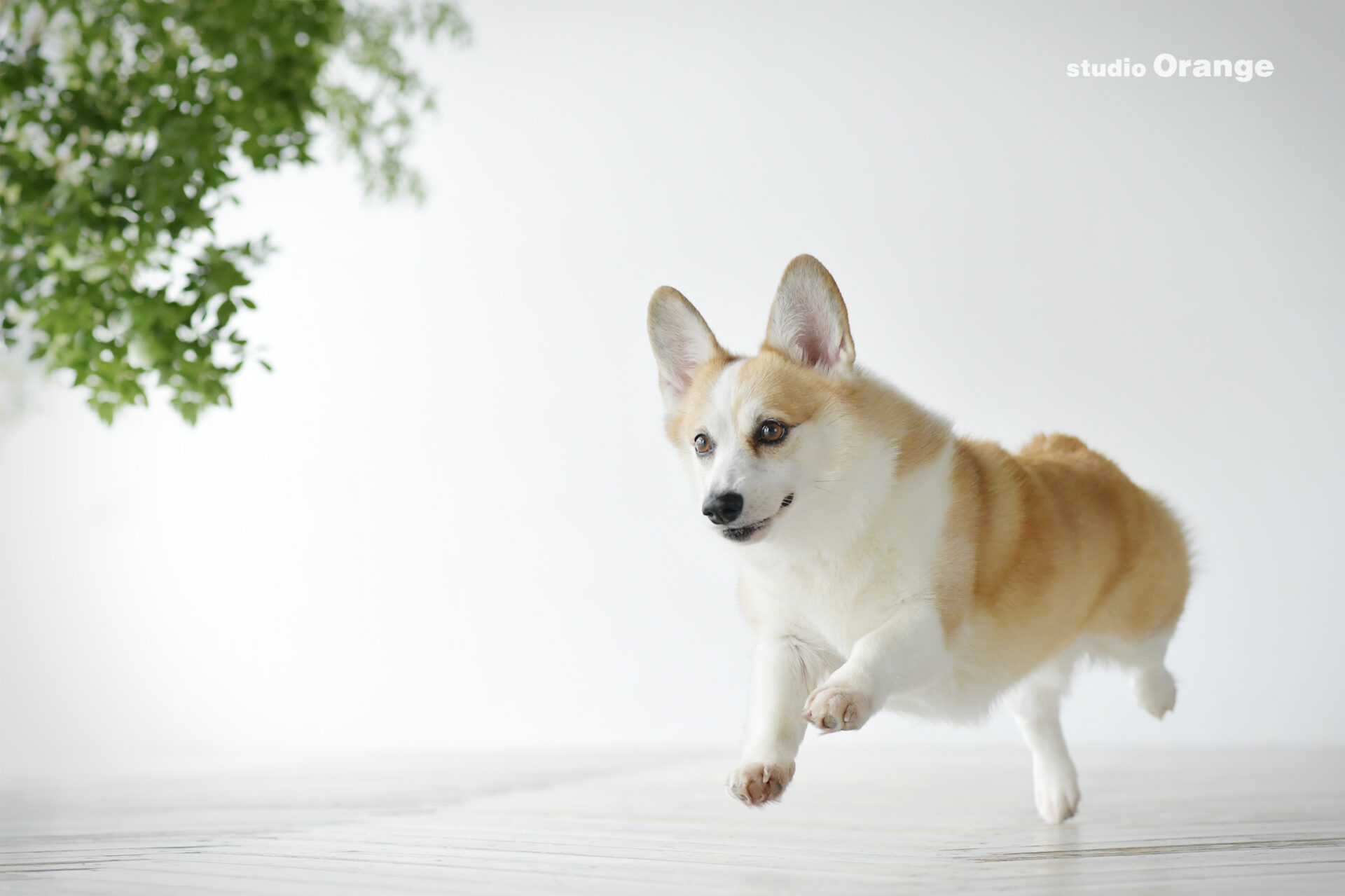 ペットフォトの魅力とキャンペーン！