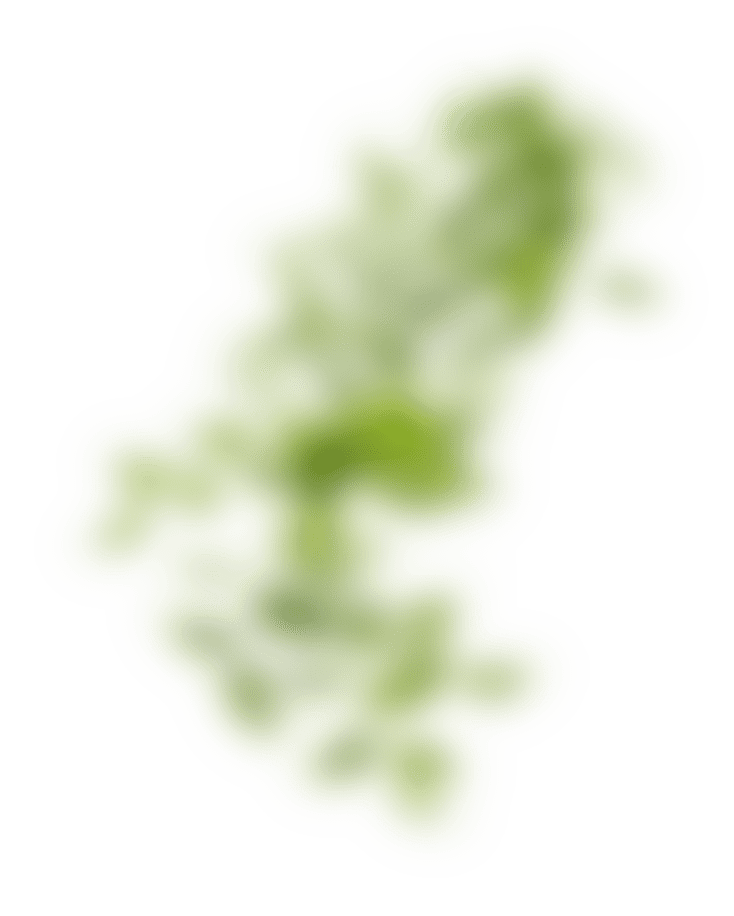 葉