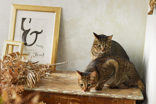 奈良市のフォトスタジオでペットフォト撮影　きじトラ猫の記念写真撮影　2匹　兄弟