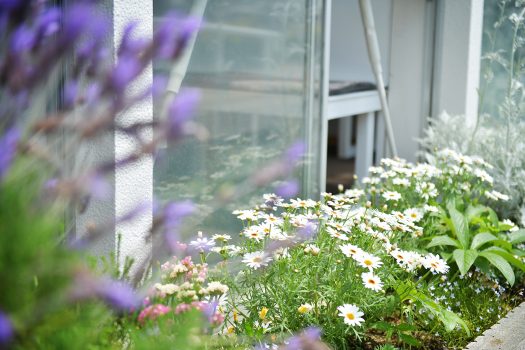 花壇　白い花　ラベンダー