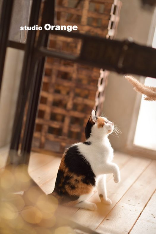 奈良　写真館　ペット　猫