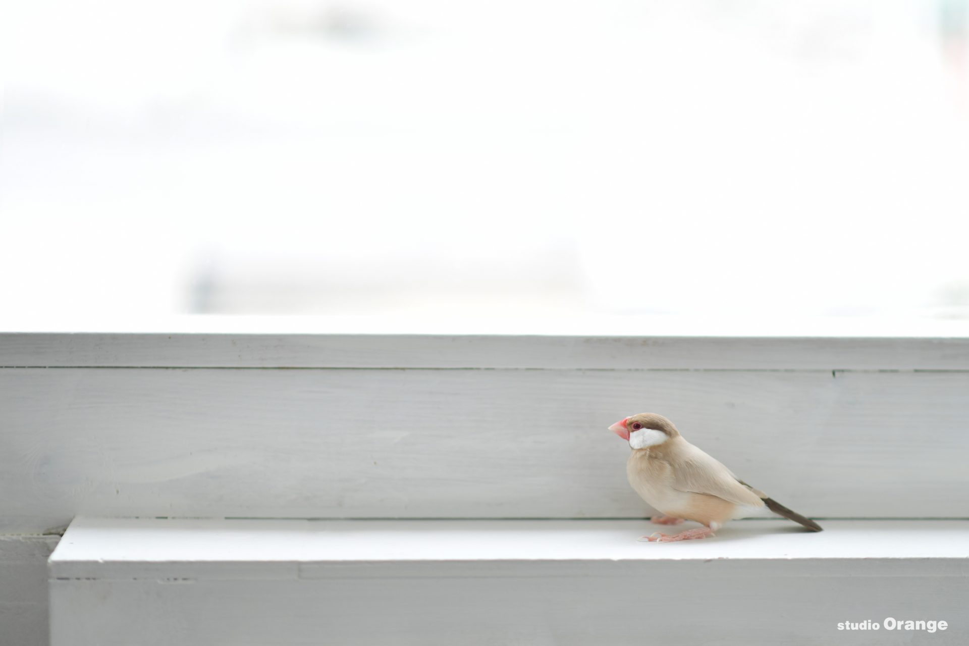 奈良県生駒郡　文鳥　ペット撮影　バードウォッチング