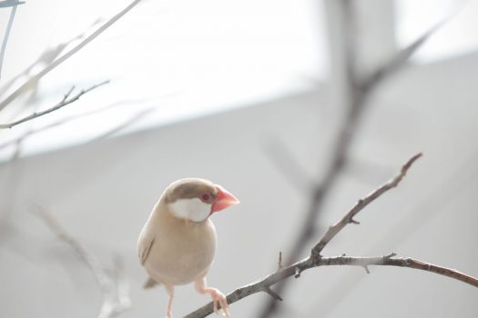 奈良県生駒郡　文鳥　ペット撮影　バードウォッチング