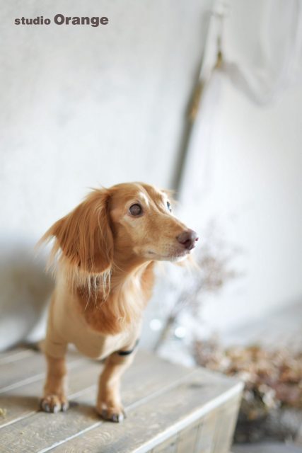 京都府久世郡 ミニチュアダックスフンド 15歳 12歳 高齢犬 春日大社 生駒大社近くのスタジオオレンジ 奈良市の写真館 フォトスタジオ