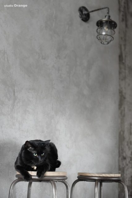 黒猫　ブラックキャット　奈良市　ペットフォト