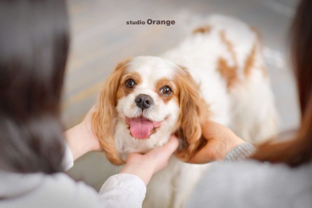 ペット　奈良市　写真館　フォトスタジオ　犬　犬ちゃん　ペットフォト