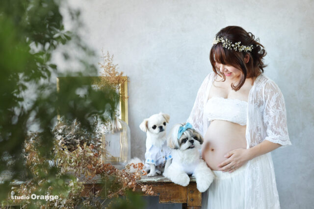 奈良市のフォトスタジオ・スタジオオレンジで撮影したマタニティフォト　マタニティドレス 妊娠36週　プレママ　マルチーズ　シーズー
