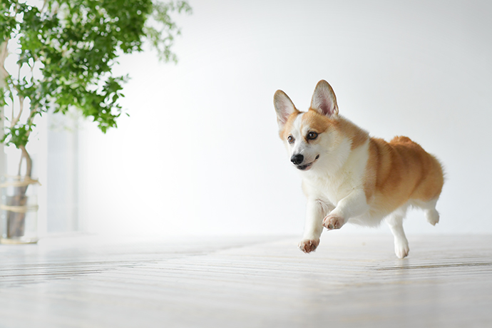 ギャラリー