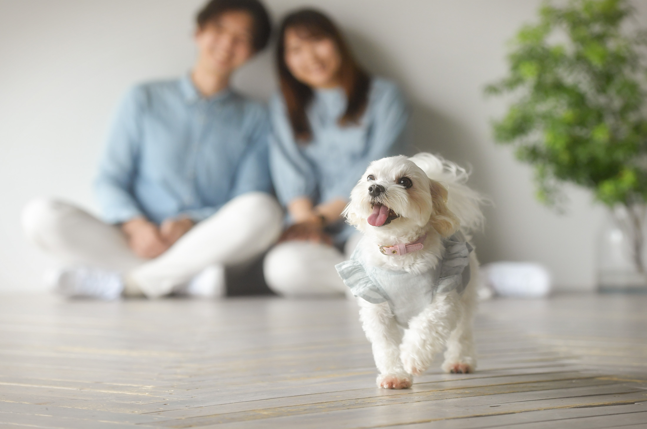 ペットフォト