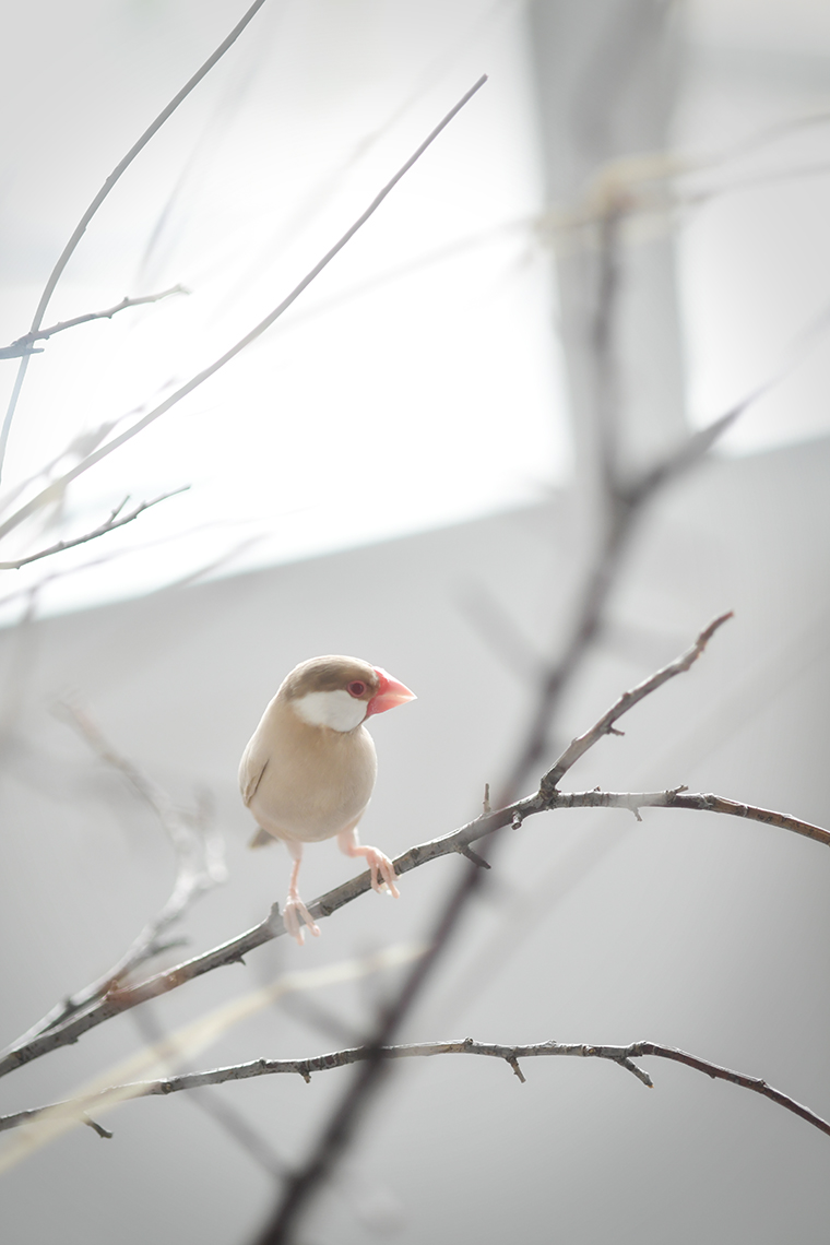 文鳥 ペットフォト スタジオオレンジ