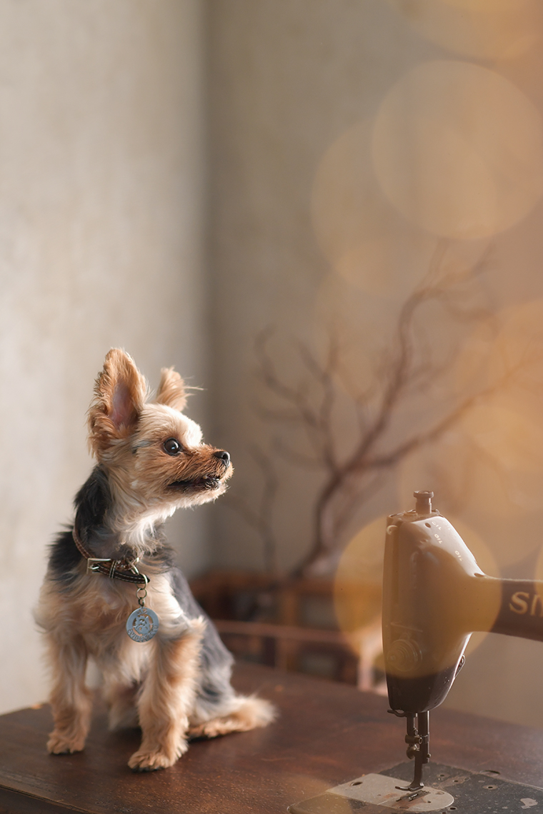 犬 ペットフォト スタジオオレンジ