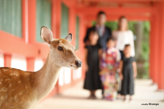 春日大社で奈良の鹿と一緒に七五三撮影　7歳女の子　紫の着物