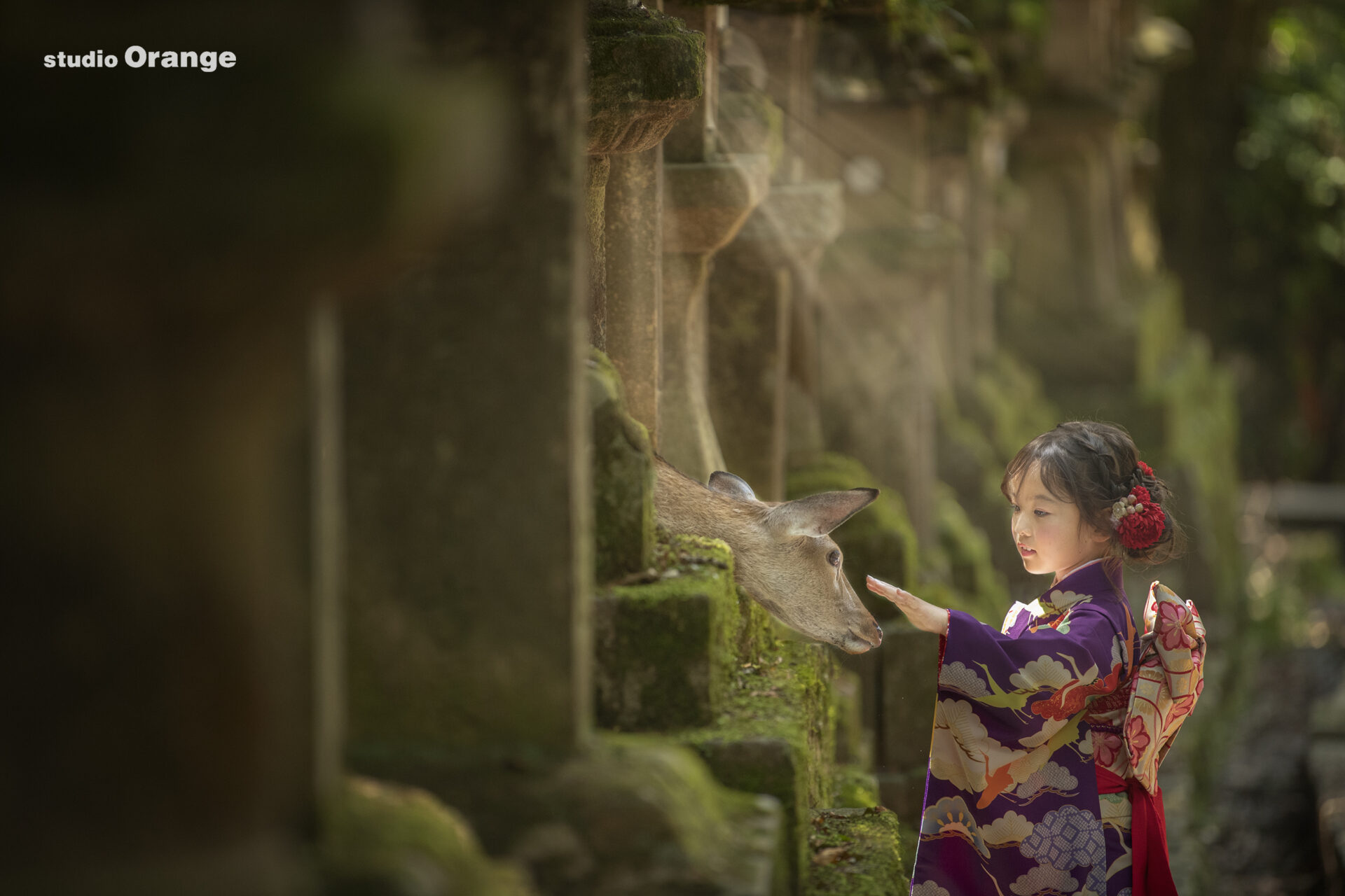 春日大社で奈良の鹿と一緒に七五三撮影　7歳女の子　紫の着物