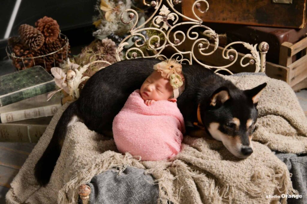 黒柴とピンクのおくるみに包まれた女の子ベビーのニューボーンフォト